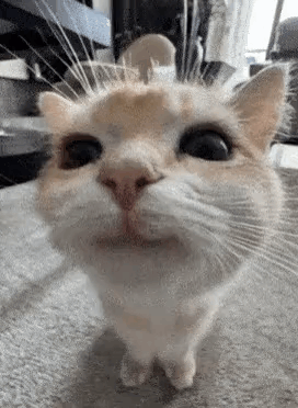 A Close Up Of A Cat 'S Face Looking At The Camera On A Carpet . GIF