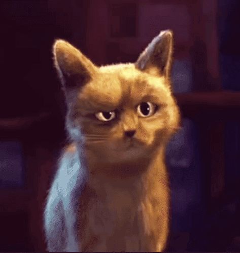 A Close Up Of A Cat 'S Face Looking At The Camera GIF
