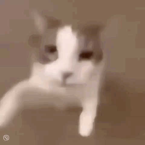A Close Up Of A Cat 'S Face Looking At The Camera With A Blurred Background . GIF