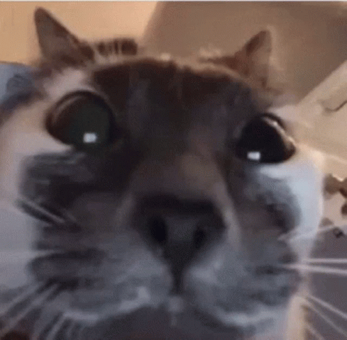 A Close Up Of A Cat 'S Face Looking At The Camera With A Blurred Background . GIF