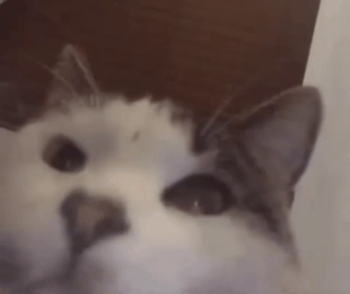 A Close Up Of A Cat 'S Face Looking At The Camera With A Blurred Background . GIF