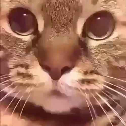 A Close Up Of A Cat 'S Face Looking At The Camera With A Blurred Background . GIF