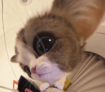 A Close Up Of A Cat 'S Face Looking At The Camera With A Blurred Background GIF