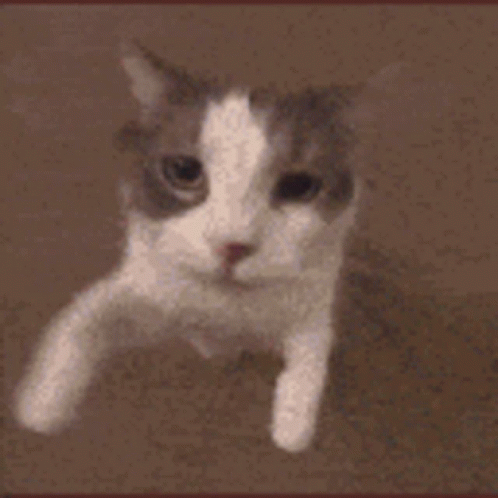 A Close Up Of A Cat 'S Face Looking At The Camera With A Blurred Background . GIF