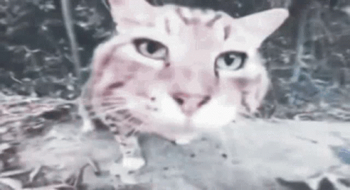A Close Up Of A Cat 'S Face Looking At The Camera With A Blurry Background . GIF