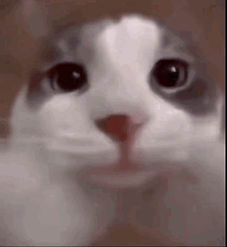 A Close Up Of A Cat 'S Face Looking At The Camera With A Blurry Background . GIF