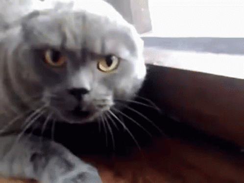 Serious Cat Face Close Up GIF