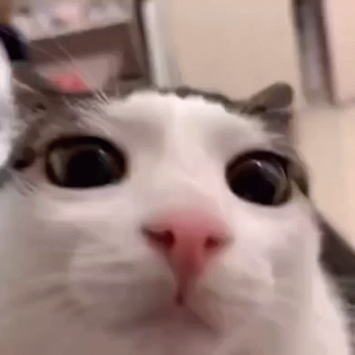 A Close Up Of A Cat 'S Face Looking At The Camera With A Surprised Look On Its Face . GIF