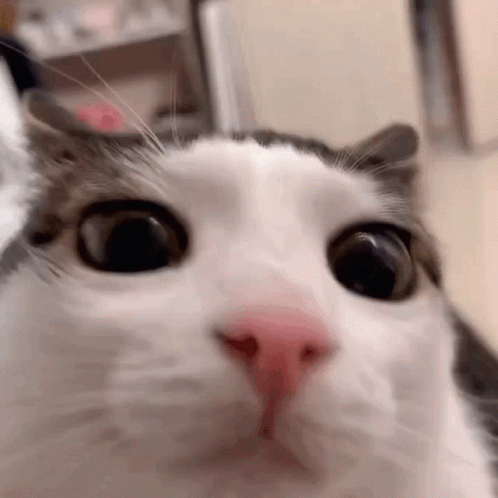 A Close Up Of A Cat 'S Face Looking At The Camera With A Surprised Look On Its Face . GIF