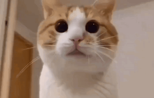 A Close Up Of A Cat 'S Face Looking At The Camera With A Surprised Look On Its Face . GIF