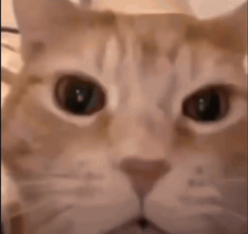 A Close Up Of A Cat 'S Face Looking At The Camera With Big Eyes . GIF