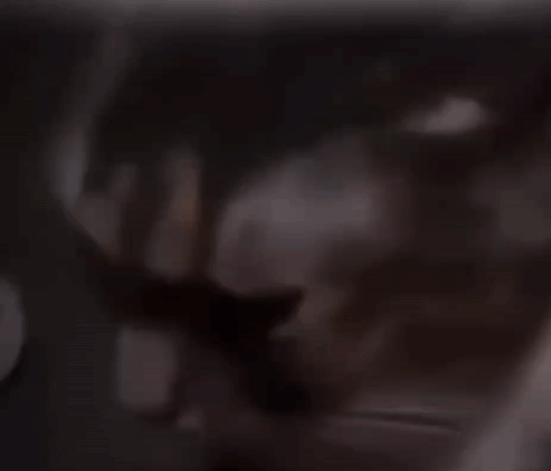 A Close Up Of A Cat 'S Face Looking At The Camera GIF