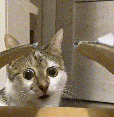 A Close Up Of A Cat 'S Face Looking Out Of A Box . GIF