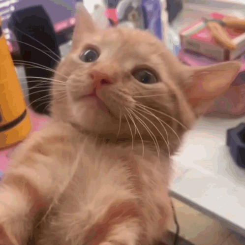 A Close Up Of A Cat 'S Face Looking Up At The Camera GIF