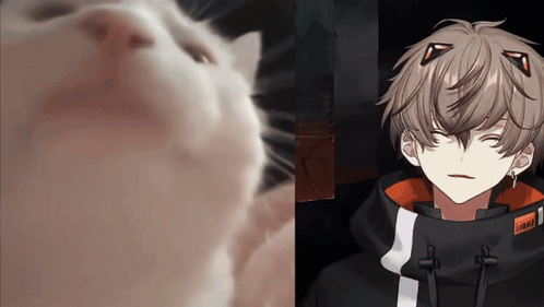 A Close Up Of A Cat 'S Face Next To A Close Up Of A Person 'S Face GIF