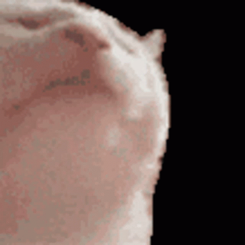 A Close Up Of A Cat 'S Face On A Black Background GIF