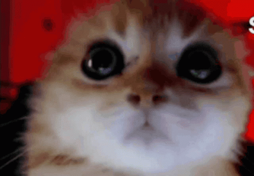 A Close Up Of A Cat 'S Face On A Red Background GIF