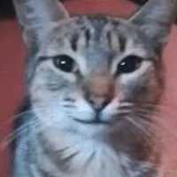A Close Up Of A Cat 'S Face On A Red Background GIF