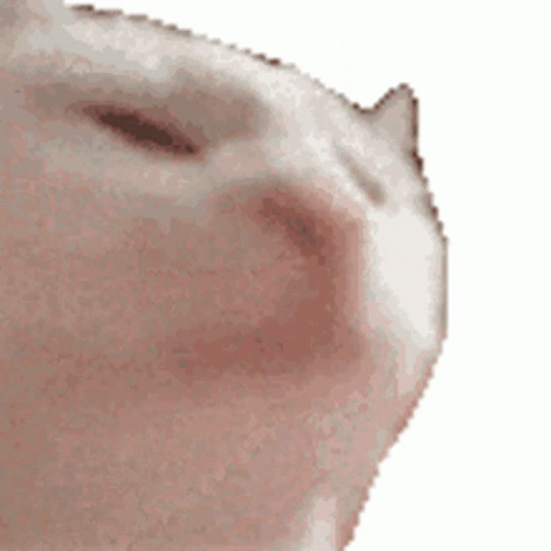 A Close Up Of A Cat 'S Face On A White Background . GIF