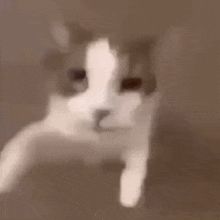 A Close Up Of A Cat 'S Face Peeking Out Of A Window . GIF