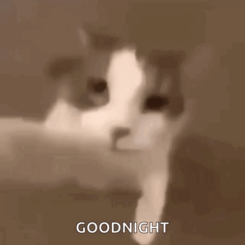 A Close Up Of A Cat 'S Face Says Goodnight . GIF