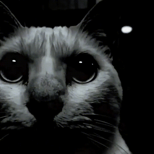 A Close Up Of A Cat 'S Face With A Black Background GIF