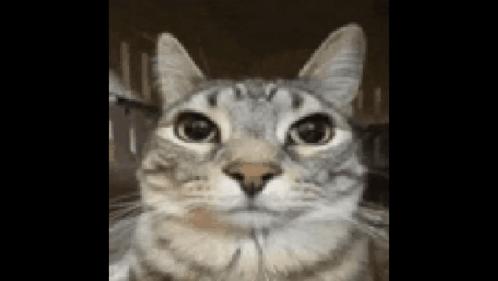 A Close Up Of A Cat 'S Face With A Black Background . GIF