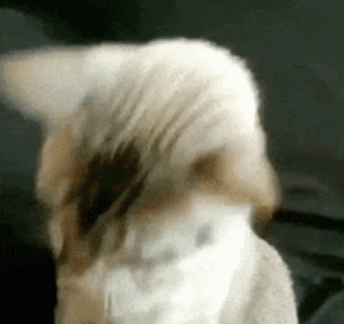 A Close Up Of A Cat 'S Face With A Black Spot On It GIF
