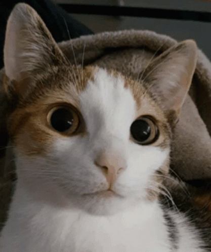 A Close Up Of A Cat 'S Face With A Blanket In The Background GIF