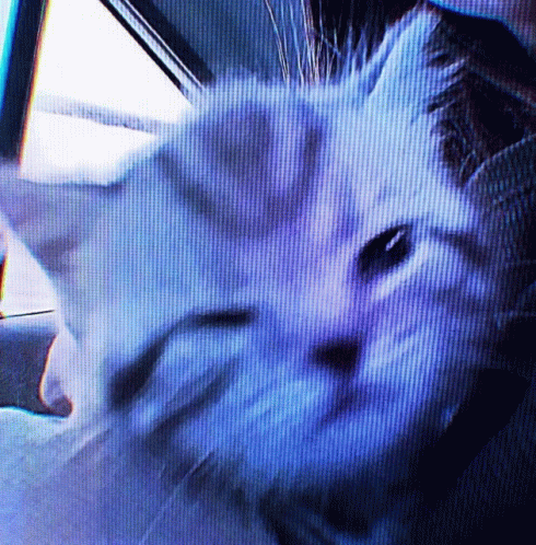 A Close Up Of A Cat 'S Face With A Blue Screen Behind It GIF