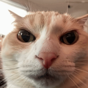 Close Up Of Cat's Face GIF