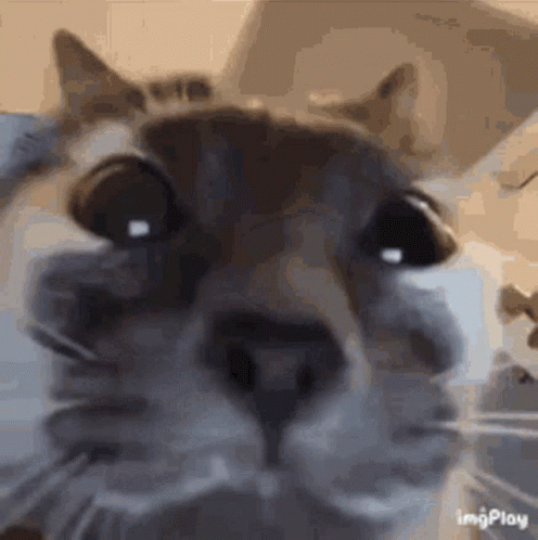 A Close Up Of A Cat 'S Face With A Blurred Background . GIF