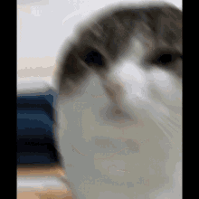 A Close Up Of A Cat 'S Face With A Blurred Background . GIF