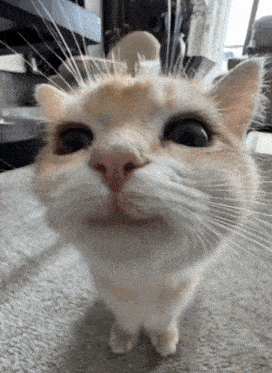 A Close Up Of A Cat 'S Face With A Blurred Background GIF