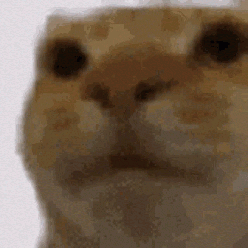 A Close Up Of A Cat 'S Face With A Blurred Background GIF