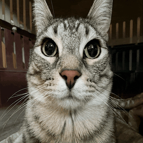 A Close Up Of A Cat 'S Face With A Blurred Background GIF