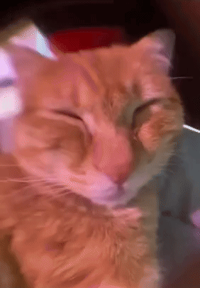 a close up of a cat 's face with a blurry background