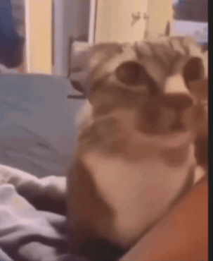 A Close Up Of A Cat 'S Face With A Blurry Background GIF