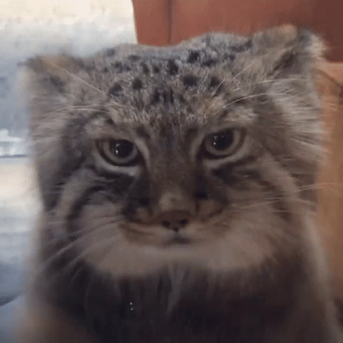 A Close Up Of A Cat 'S Face With A Blurry Background GIF