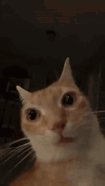 A Close Up Of A Cat 'S Face With A Blurry Background GIF