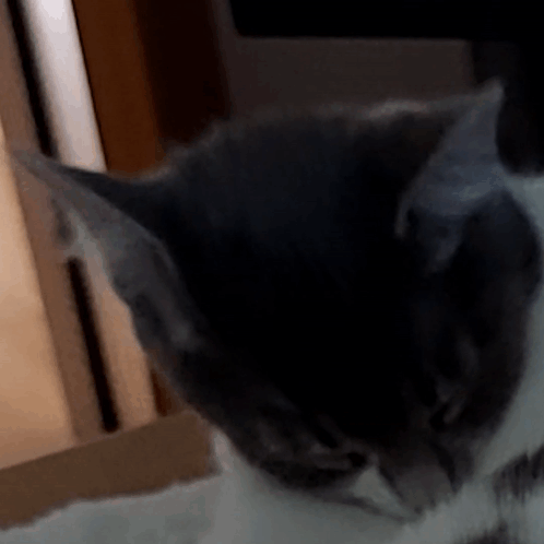 A Close Up Of A Cat 'S Face With A Blurry Background GIF