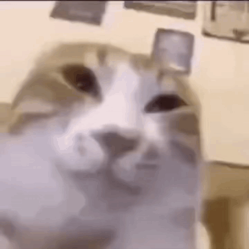 A Close Up Of A Cat 'S Face With A Blurry Background . GIF