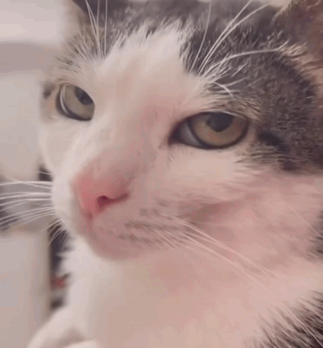 A Close Up Of A Cat 'S Face With A Brown Eye GIF
