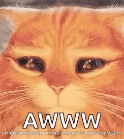 A Close Up Of A Cat 'S Face With A Caption That Says Aww . GIF