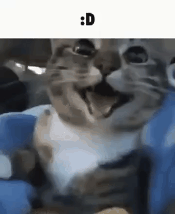 A Close Up Of A Cat 'S Face With A Caption That Says : D . GIF