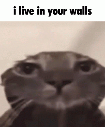 A Close Up Of A Cat 'S Face With A Caption That Says `` I Live In Your Walls '' . GIF