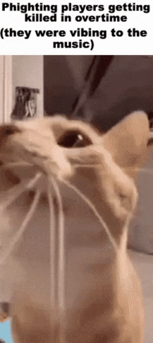 A Close Up Of A Cat 'S Face With A Caption That Says Phighting Players Getting Killed In Overtime GIF