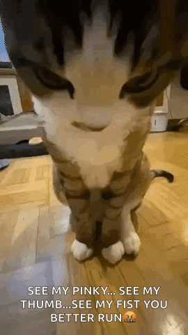 A Close Up Of A Cat 'S Face With A Caption That Says See My Pinky See My Thumb GIF