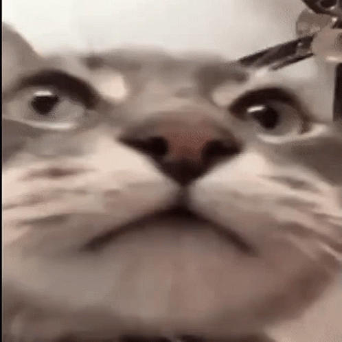 A Close Up Of A Cat 'S Face With A Collar On Looking At The Camera . GIF