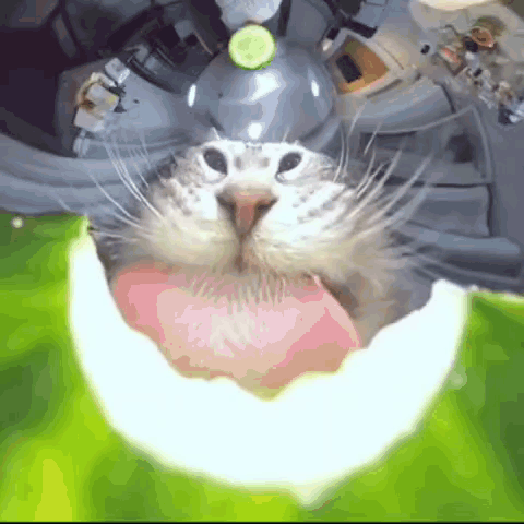A Close Up Of A Cat 'S Face With A Cucumber In Its Mouth GIF